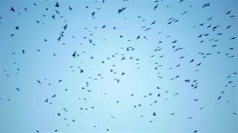 A huge flock of crows bird flying circling in the sky Stock Footage 47847577