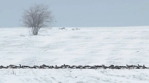 Huge flock flying geese over a winter snow field. Stock Footage 34749432