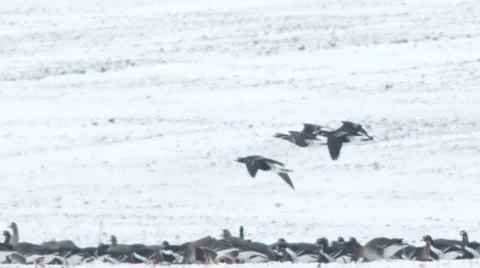 Huge flock flying geese over a winter snow field. Stockbeeldmateriaal 34752747