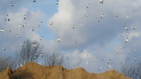 A huge flock of gulls hovers in the cloudy sky. A lot of garbage birds. Stock Footage 145325989