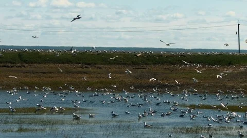 A huge flock of gulls over the lake Stock Footage 77828608