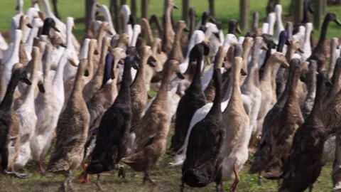 A Huge Flock of Indian Runner Ducks Walks Across a Lawn of a Stellenbosch Farm. Stock Footage 308465914