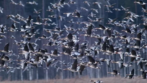 A Huge Flock Of Migrating Geese Is Flying Over A Forest Stock-Footage 336227773