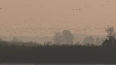 A huge flock of migrating geese in the sky at dawn in fall Stock Footage 49701388