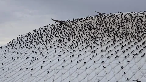 A huge flock of pigeons on a building's spherical roof on an overcast day. Vídeo Stock 344760604