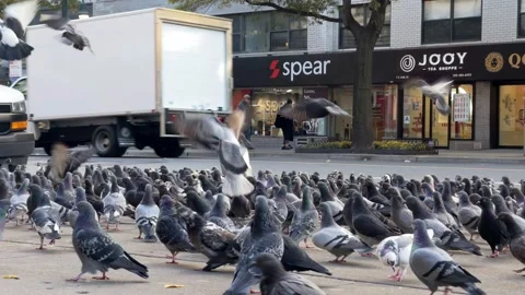 Huge flock of pigeons on sidewalk many birds city street Manhattan NYC Stock Footage 256124495
