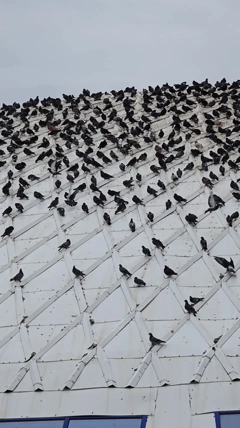A huge flock of pigeons sits on the white, textured roof of a building Vídeos de archivo 344760613