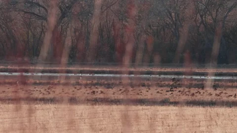 Huge Flock of Red Winged Black Birds Bosque Del Apache Stock Footage 145834841
