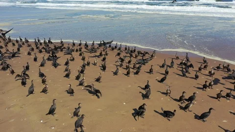 Huge flock of sea birds on the beach Stock Footage 121652653