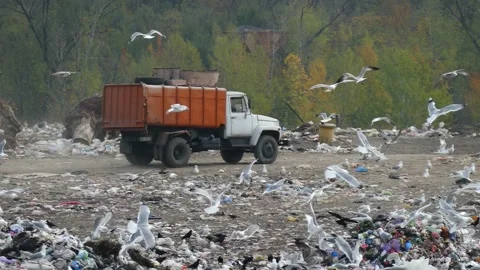 A huge flock of seagulls flying around a garbage truck. Stock Footage 316226009