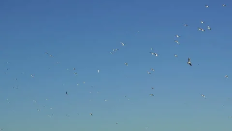 Huge flock of seagulls flying in blue sky Stock-Footage 339503698
