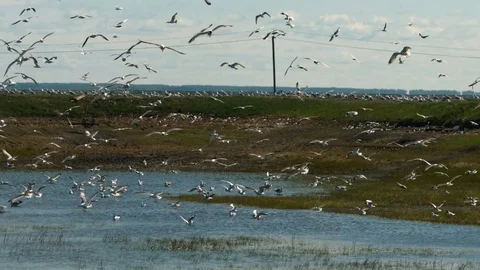 A huge flock of seagulls in slowmotion Stock Footage