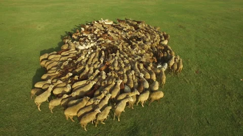 Huge flock of sheep, goats and donkeys i... | Stock Video | Pond5