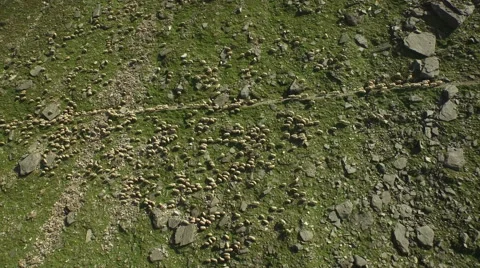 Huge flock of sheep grazing in mountain landscape. Video stock 61815699