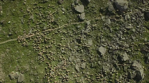 Huge flock of sheep grazing in mountain landscape. Stock Footage 61816005