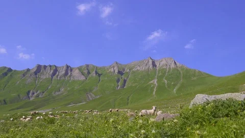 Huge Flock of Sheep Grazing on the Mountains. Video stock 78553830