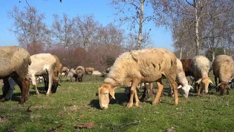 A huge flock of sheep, rams and goats grazes in the meadow on a sunny day Video stock 124559829