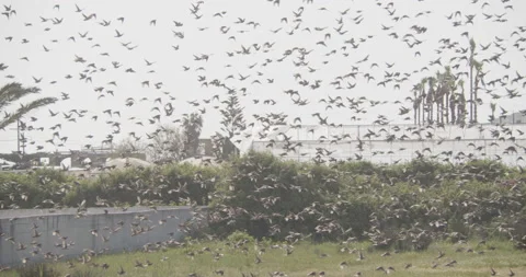 Huge Flock of Spanish Sparrows on Migration Stock-Footage 218471502