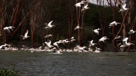 Huge flock of storks takes off over surface of lake Naivasha in Kenya. Stock Footage 231596073