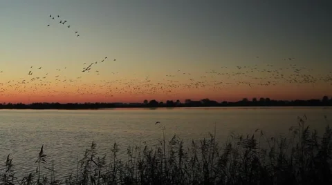 Huge flock of White-fronted Geese starting at sunrise Stock-Footage 40923577