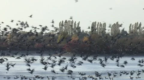 Huge flock of White-fronted Geese 库存影片 49704884