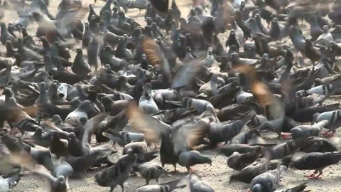 A huge flock of wild pigeons strolling around in the streets Stock Footage