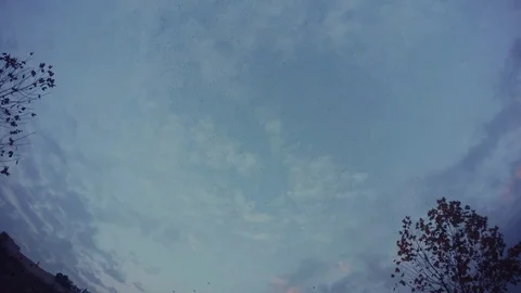 Huge Flocks of Birds Fly in Wintry Evening Sky Stock Footage 75413732