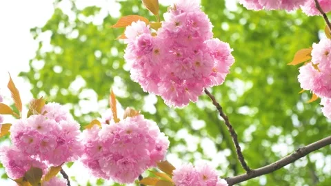 Huge flowers of sakura tree Stock Footage 273793057