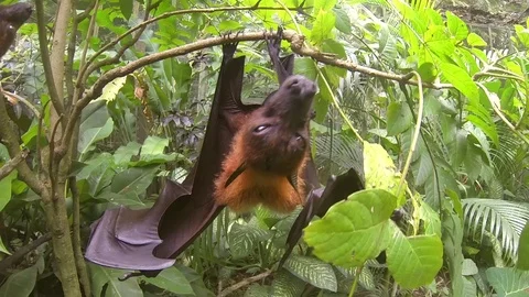 Huge Flying Fox bat hanging on tree and trying to bite camera. Closeup GoPro HD Stock Footage 71024749
