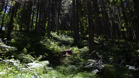 A huge forest in Austria Stock Footage 157851845