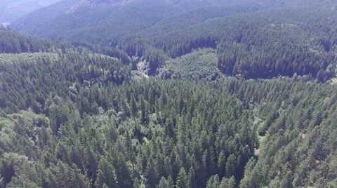A huge forest. flight quadrocopters Stock Footage 67385196