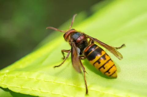 Huge forest wasp. Stock Photos