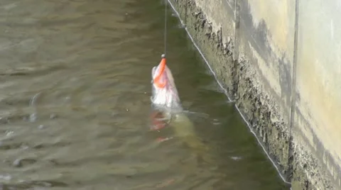 A huge fresh-caught pike perch 動画素材 10958727
