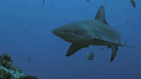 Huge Galapagos Shark swims over rocky reef, Pacific Ocean 스톡 동영상 167659245