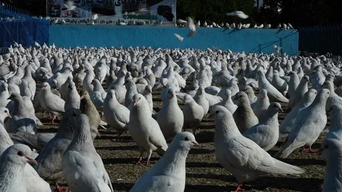 A huge gathering of pigeons Stock Footage 106282759