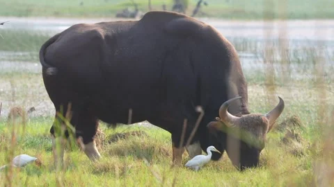 Huge gaur grazing on the lush grass of Tadoba national park Stock Footage 340515829