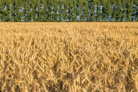 Huge gold wheat field under small forest at summer sunset Stock Photos