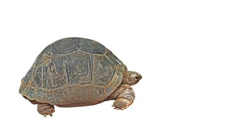 Huge Gopher Tortoise Isolated on White Background, Clipping Path Stock Photos