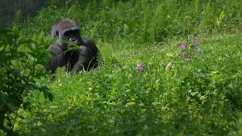 Huge gorilla in forest Video stock 108692149