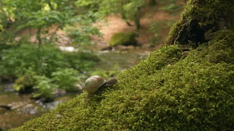 A huge grape snail in the forest creeps on moss. Stock Footage 137425583