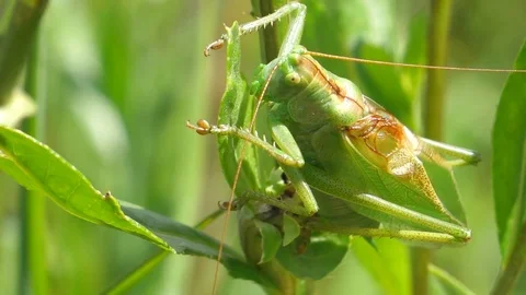 Huge Grasshopper Chirping and Climbing Stock Footage 102744859