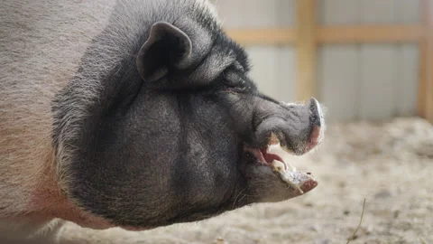 A huge gray boar eats an apple in a barn Stock Footage 165865345