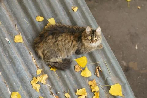 Huge gray tabby cat lies on the roof of the building. Stock Photos