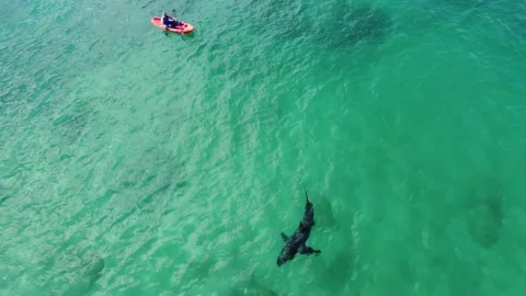 Huge Great White Shark(s) circle human on kayak Stock Footage 235665285