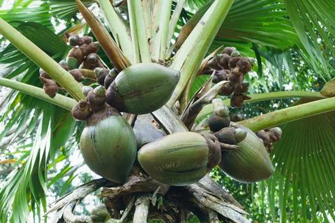 Huge green coconuts on a palm tree close-up Stock Photos