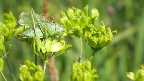 Huge Green Grasshopper Singing Stock Footage 102744878