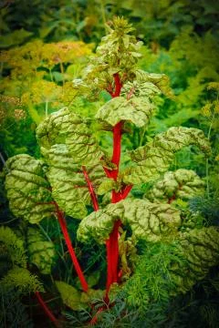 A huge green leaf of red beet.Texture or background Stock Photos