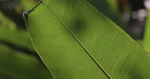 Huge green leaf in the wind, 4K slomo Stock Footage 249735085