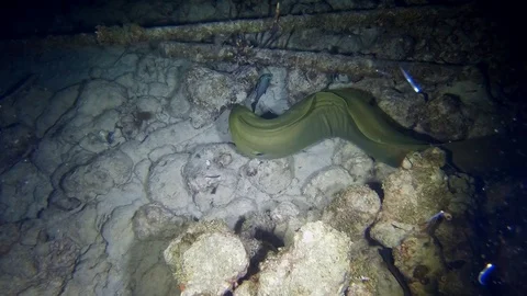 Huge Green Moray Eel kills and eats fish whole Stock Footage 122055266