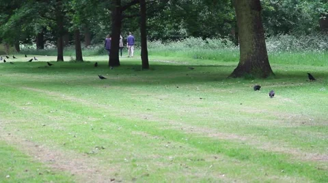 Huge green park with crows Stock Footage 63983685